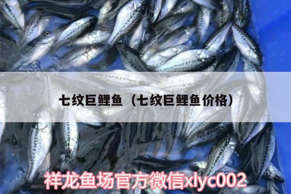 七紋巨鯉魚(yú)（七紋巨鯉魚(yú)價(jià)格） 七紋巨鯉魚(yú)