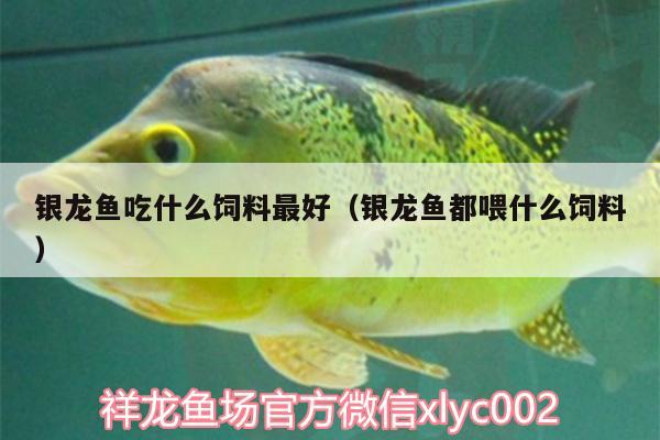 銀龍魚吃什么飼料最好（銀龍魚都喂什么飼料）