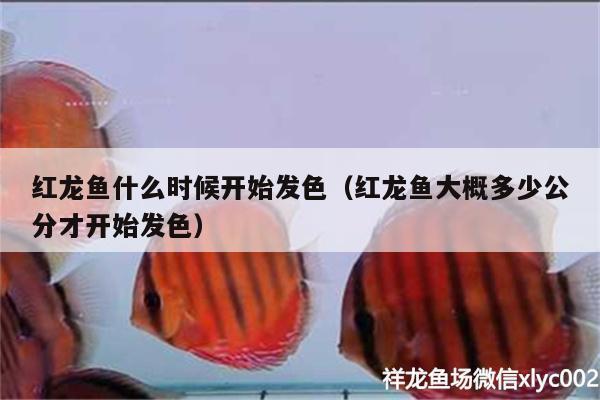 紅龍魚(yú)什么時(shí)候開(kāi)始發(fā)色（紅龍魚(yú)大概多少公分才開(kāi)始發(fā)色）