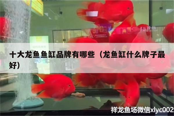 十大龍魚魚缸品牌有哪些（龍魚缸什么牌子最好） 翡翠鳳凰魚