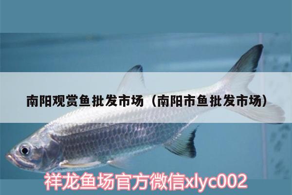 南陽(yáng)觀賞魚批發(fā)市場(chǎng)（南陽(yáng)市魚批發(fā)市場(chǎng)）