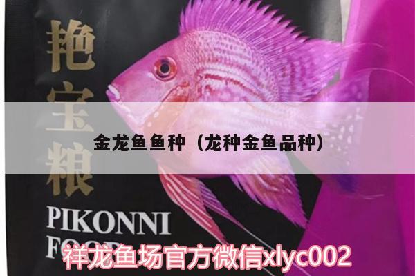 金龍魚魚種（龍種金魚品種）