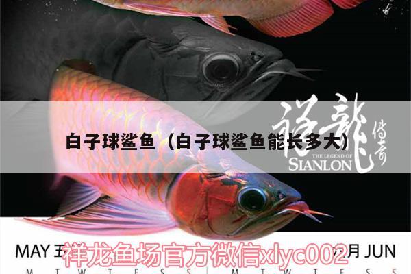 白子球鯊魚（白子球鯊魚能長多大） 白子球鯊魚