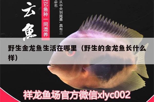 野生金龍魚生活在哪里（野生的金龍魚長什么樣） 紅龍福龍魚