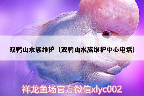 雙鴨山水族維護(hù)（雙鴨山水族維護(hù)中心電話） 印尼虎苗