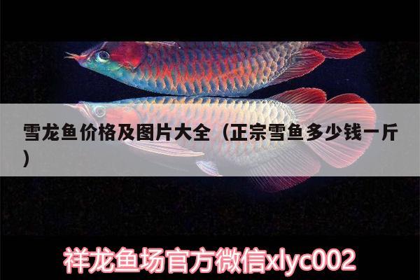 雪龍魚價格及圖片大全（正宗雪魚多少錢一斤） 祥龍水族濾材/器材