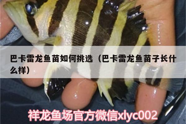 巴卡雷龍魚苗如何挑選（巴卡雷龍魚苗子長什么樣） 巴卡雷龍魚