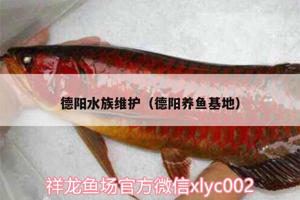 德陽水族維護(hù)（德陽養(yǎng)魚基地） 祥龍傳奇品牌魚缸