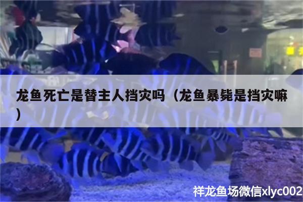 龍魚死亡是替主人擋災(zāi)嗎（龍魚暴斃是擋災(zāi)嘛） 球鯊魚