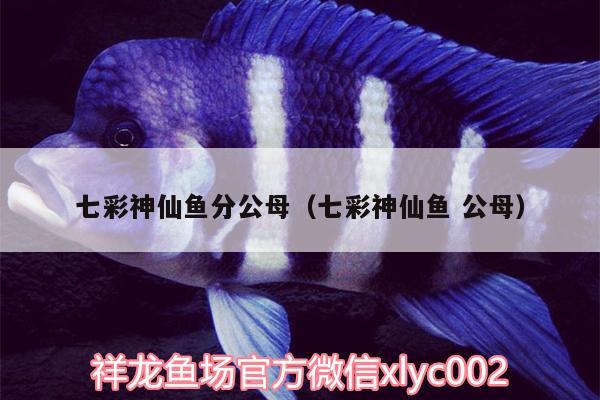 七彩神仙魚分公母（七彩神仙魚公母）