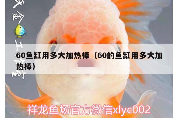 60魚缸用多大加熱棒（60的魚缸用多大加熱棒） 薩伊藍魚