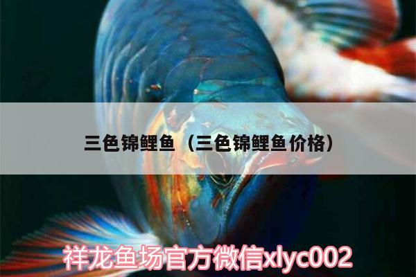 三色錦鯉魚（三色錦鯉魚價格） 三色錦鯉魚