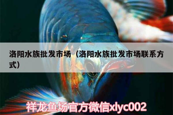 洛陽水族批發(fā)市場（洛陽水族批發(fā)市場聯系方式）