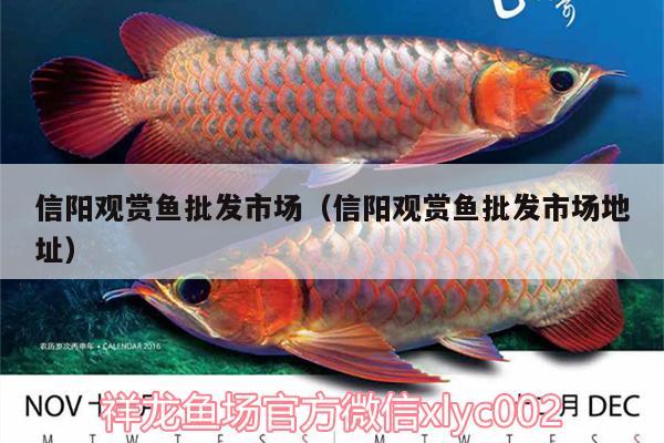 信陽(yáng)觀賞魚批發(fā)市場(chǎng)（信陽(yáng)觀賞魚批發(fā)市場(chǎng)地址） 觀賞魚批發(fā)