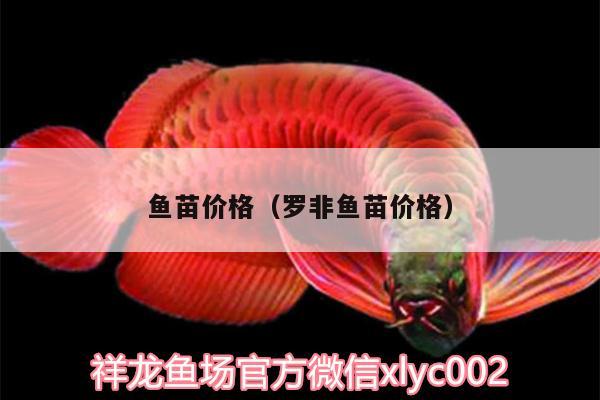 魚苗價(jià)格（羅非魚苗價(jià)格） BD魟魚