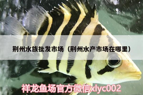 荊州水族批發(fā)市場(chǎng)（荊州水產(chǎn)市場(chǎng)在哪里）