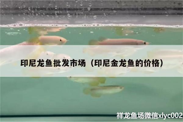 印尼龍魚批發(fā)市場（印尼金龍魚的價格） 龍魚批發(fā)