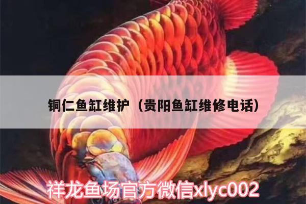 銅仁魚缸維護(hù)（貴陽魚缸維修電話）