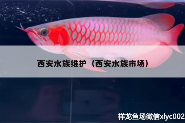 西安水族維護(hù)（西安水族市場） 印尼四紋虎