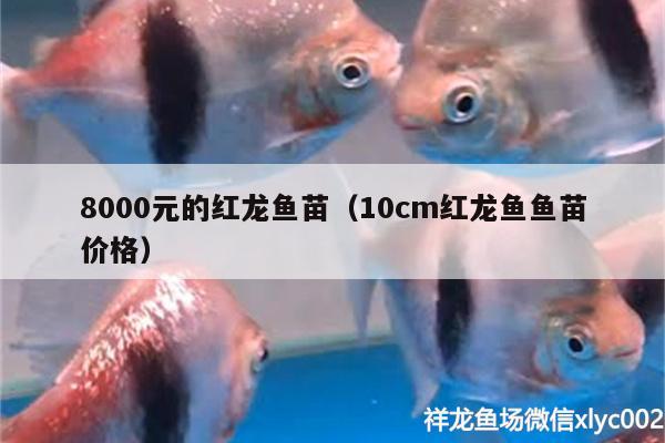 8000元的紅龍魚苗（10cm紅龍魚魚苗價格） 泰龐海鰱魚