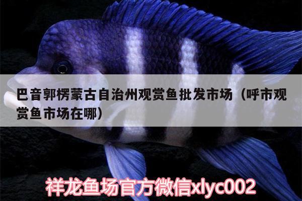 巴音郭楞蒙古自治州觀賞魚批發(fā)市場（呼市觀賞魚市場在哪） 觀賞魚批發(fā) 第2張