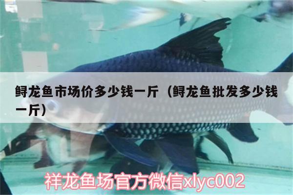 鱘龍魚市場價多少錢一斤（鱘龍魚批發(fā)多少錢一斤） 龍魚批發(fā) 第1張