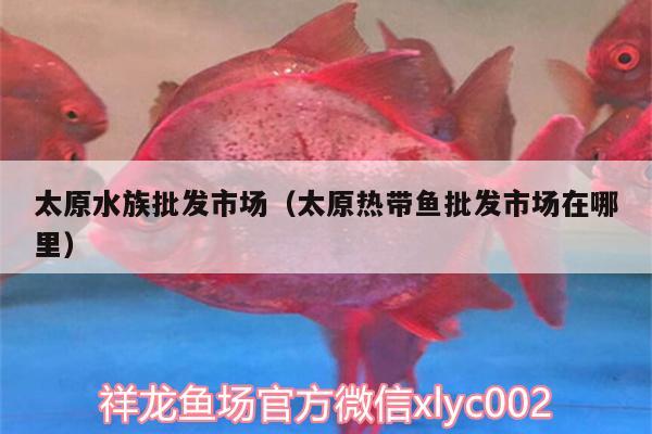 太原水族批發(fā)市場（太原熱帶魚批發(fā)市場在哪里）