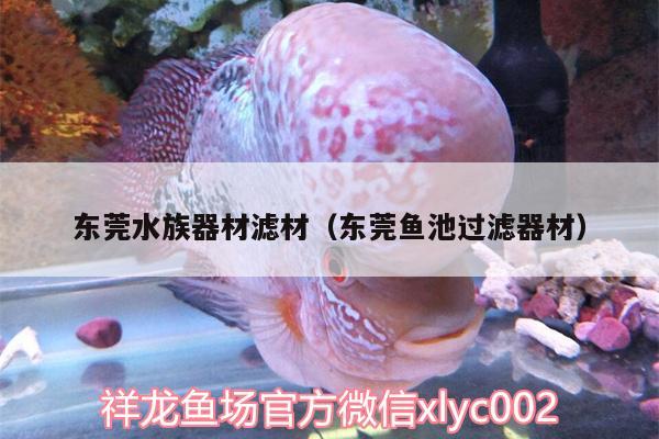 東莞水族器材濾材（東莞魚池過濾器材） 一眉道人魚苗