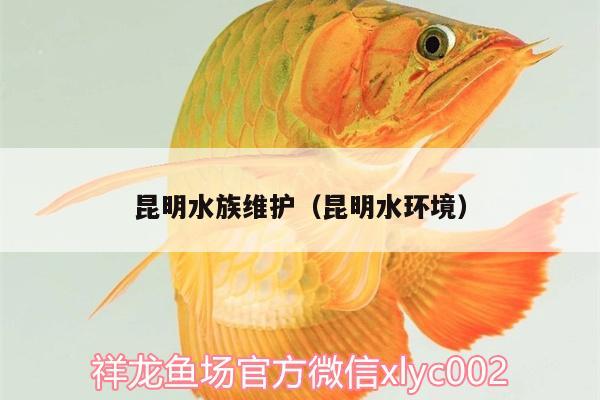 昆明水族維護（昆明水環(huán)境）