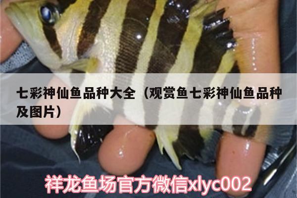 七彩神仙魚品種大全（觀賞魚七彩神仙魚品種及圖片）