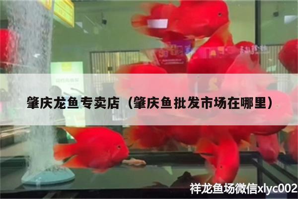 肇慶龍魚專賣店（肇慶魚批發(fā)市場在哪里）