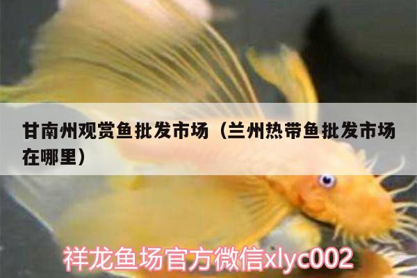 甘南州觀賞魚批發(fā)市場(chǎng)（蘭州熱帶魚批發(fā)市場(chǎng)在哪里） 觀賞魚批發(fā)