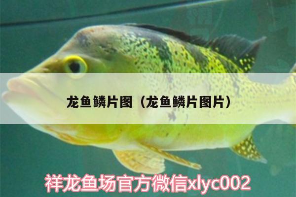 龍魚鱗片圖（龍魚鱗片圖片） 元寶鯽