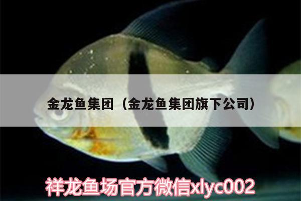 金龍魚集團（金龍魚集團旗下公司） 熊貓異形魚L46