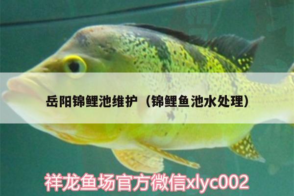 岳陽(yáng)錦鯉池維護(hù)（錦鯉魚(yú)池水處理）