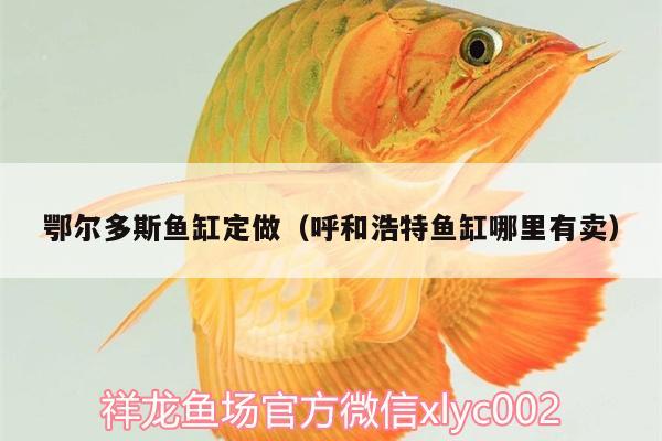 鄂爾多斯魚缸定做（呼和浩特魚缸哪里有賣） 黃金達摩魚