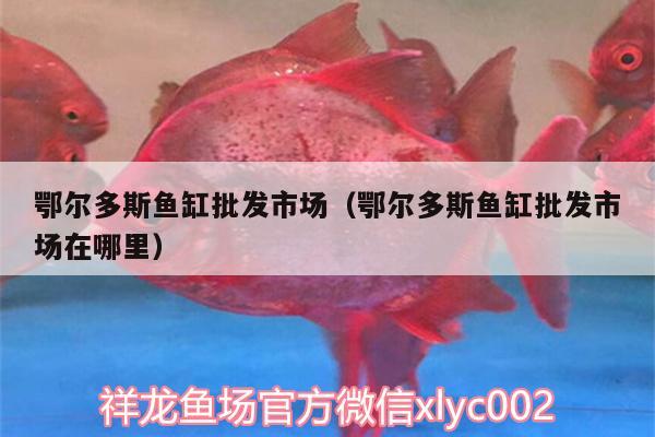 鄂爾多斯魚缸批發(fā)市場（鄂爾多斯魚缸批發(fā)市場在哪里）