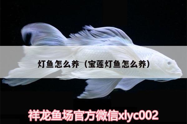 燈魚(yú)怎么養(yǎng)（寶蓮燈魚(yú)怎么養(yǎng)） 紅魔王銀版魚(yú)