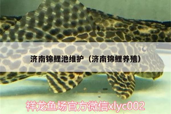 濟南錦鯉池維護（濟南錦鯉養(yǎng)殖） 超血紅龍魚