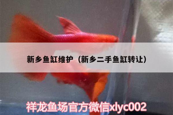 新鄉(xiāng)魚缸維護（新鄉(xiāng)二手魚缸轉(zhuǎn)讓）