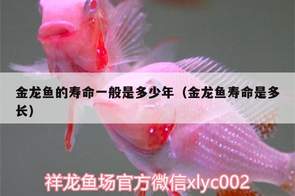 金龍魚的壽命一般是多少年（金龍魚壽命是多長）