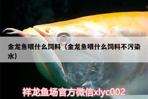 金龍魚喂什么飼料（金龍魚喂什么飼料不污染水） 南美異型魚