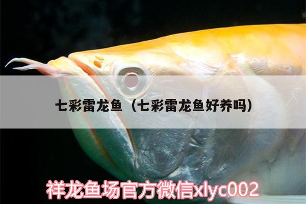 七彩雷龍魚(yú)（七彩雷龍魚(yú)好養(yǎng)嗎） 黃鰭鯧魚(yú)