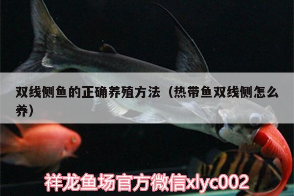 雙線側(cè)魚(yú)的正確養(yǎng)殖方法（熱帶魚(yú)雙線側(cè)怎么養(yǎng)） 雙線側(cè)魚(yú)