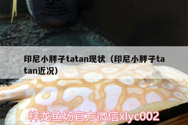 印尼小胖子tatan現(xiàn)狀（印尼小胖子tatan近況） 元寶鳳凰魚