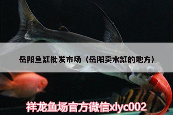 岳陽魚缸批發(fā)市場（岳陽賣水缸的地方） 斑馬鴨嘴魚苗