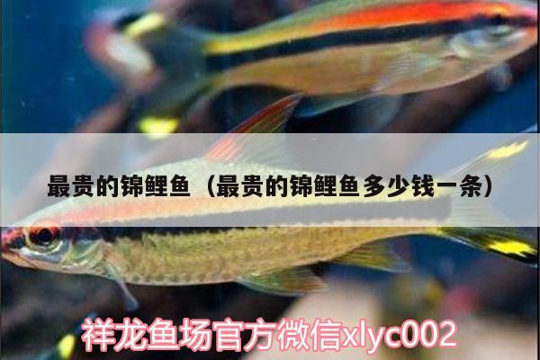 最貴的錦鯉魚（最貴的錦鯉魚多少錢一條） 大嘴鯨魚