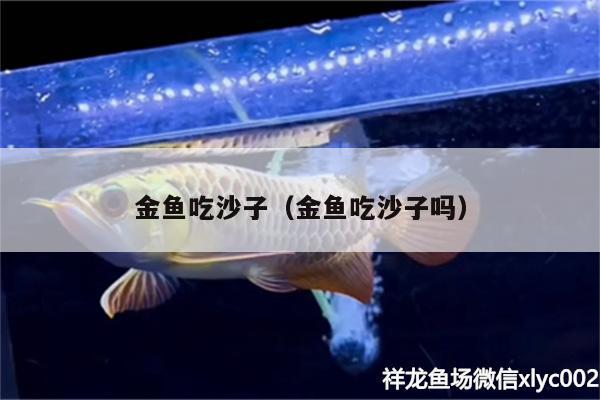 金魚吃沙子（金魚吃沙子嗎）