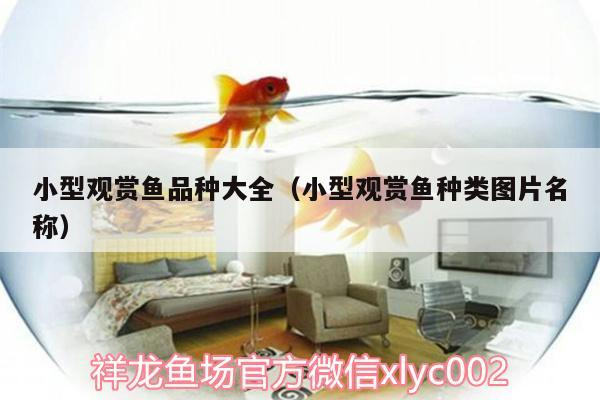 小型觀賞魚品種大全（小型觀賞魚種類圖片名稱） 小型觀賞魚