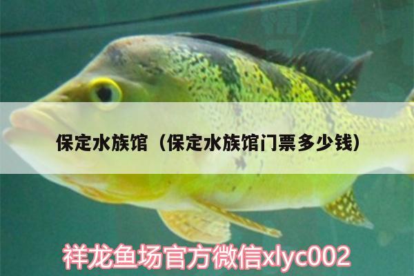 保定水族館（保定水族館門票多少錢） 銀龍魚